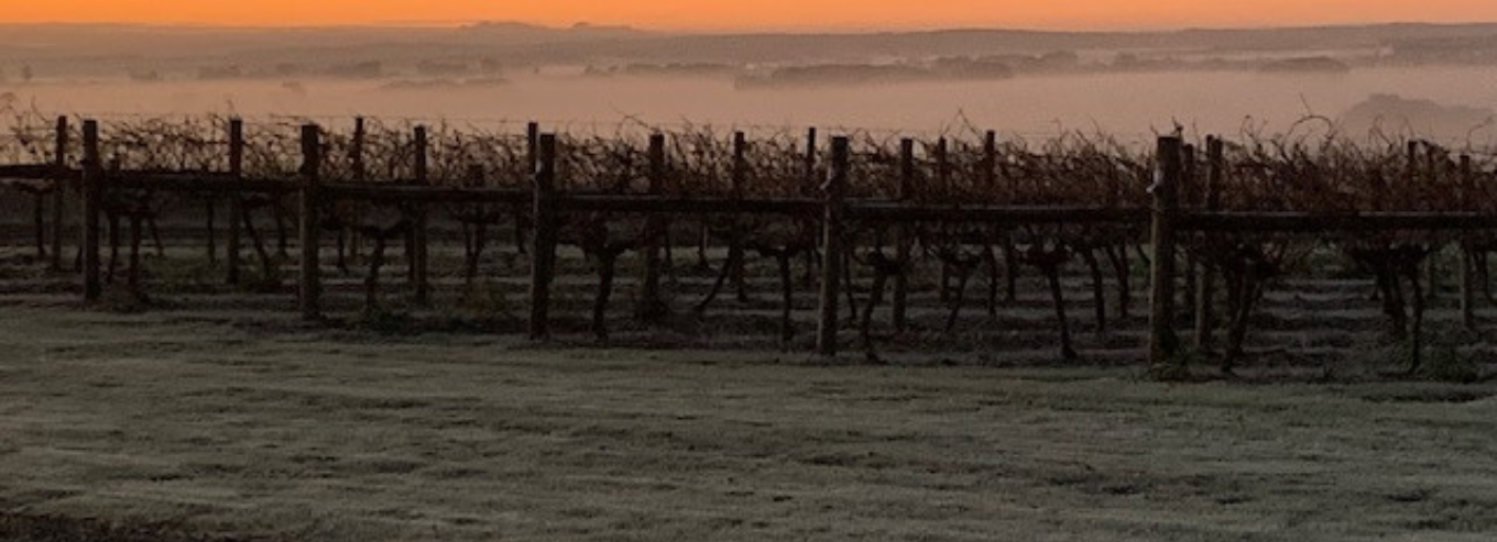 Morning sunrise at Mount Coghill  vineyard
